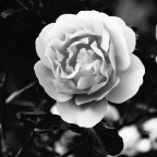 Rosa Rosa