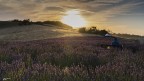 Tramonto nella lavanda.. Tramonto nella lavanda..