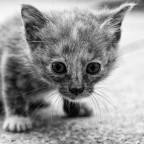 baby cat B&N baby cat B&N