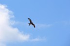 rapace rapace