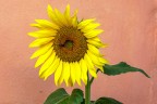 Il girasole