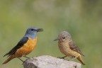 Codirossone maschio e femmina(Monticola saxatilis) Codirossone maschio e femmina(Monticola saxatilis)