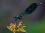 SPLENDENS SPLENDENS