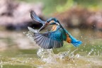 martin pescatoreoasi martin pescatoreoasi