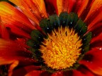 Rosso Fuoco Rosso Fuoco