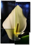 Calla