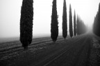 ancora cipressi