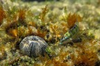 donzella pavonina