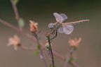 Sympetrum Fonscolombii Sympetrum Fonscolombii