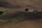 sono arrivato tardi per i girasoli sono arrivato tardi per i girasoli