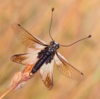 Asterisco 1 Asterisco 1