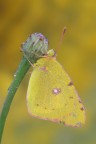 Colias crocea Colias crocea