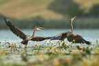 Courtship Purple Heron