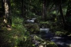 Enchanted creek