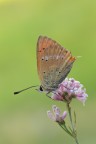 Lycaena virgaureae Lycaena virgaureae