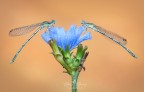 Platycnemis Pennipes