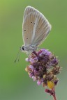 Polyommatus damon