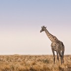 Africa! Africa!