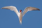 Sterna comune Sterna comune