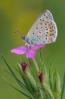 Polyommatus-icarus_DSC3619 Polyommatus-icarus_DSC3619