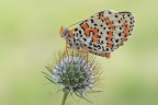 Melitaea didyma Melitaea didyma