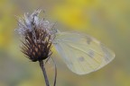 Pieris brassicae