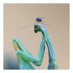 la temeraria... la temeraria...