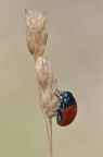 Crysomela populi in arrampicata