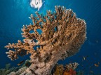 Reef Reef
