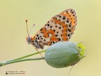 Melitaea didyma Melitaea didyma