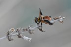 Volucella Volucella
