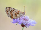 Melitaea Melitaea