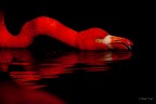 Rosso di  sera...