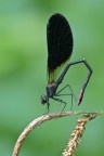Caleopteryx haemorrhoidalis maschio Caleopteryx haemorrhoidalis maschio