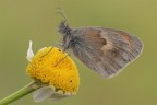 Coenonympha pamphilus Coenonympha pamphilus