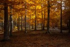 autunno autunno