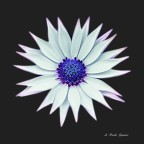 Osteospermum