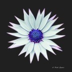 Osteospermum Osteospermum