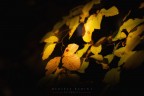 giallo autunno
