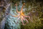 Il polpo Il polpo