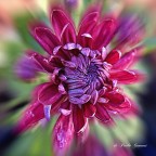 Crisantemo Crisantemo