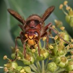 Assalti frontali Assalti frontali