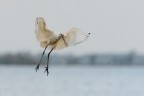 Come-un-angelo-venuto-dal-cielo...