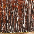 Foliage astratto Foliage astratto