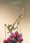 Empusa pennata1 Empusa pennata1