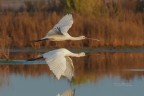 Volo-di-coppia_DSC8437