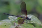 Calopteryx-haermorrhoidalis_DSC4377