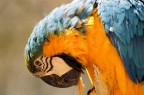 colori colori