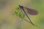 Calopteryx-haemorrhoidalis_DSC1448 Calopteryx-haemorrhoidalis_DSC1448