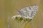 Melanargia-russiae_DSC1013